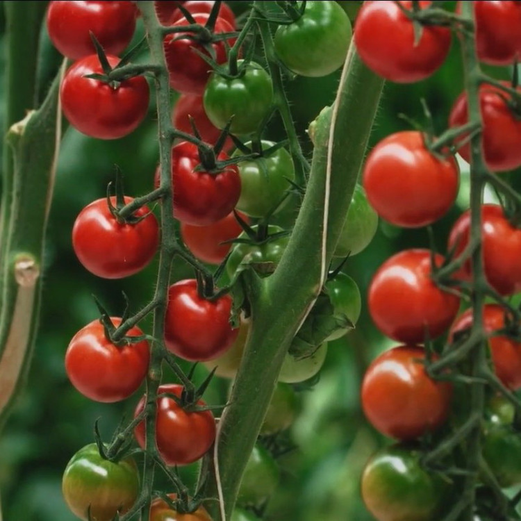 5113D Томат Эльф F1 5шт 5113D Томат Эльф F1 5шт