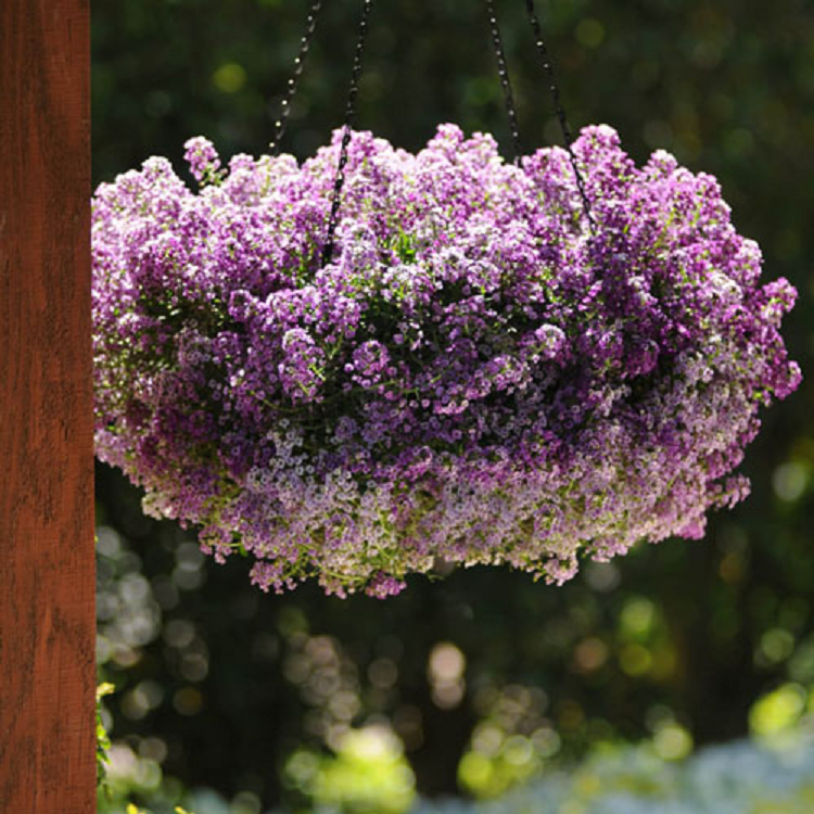 5227D Алиссум приморский Клиа Кристалл Лавендер Шейдс 5шт 5227D Алиссум приморский Клиа Кристалл Лавендер Шейдс 5шт