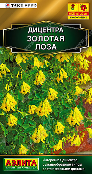 1434A Дицентра Золотая лоза 5шт 1434A Дицентра Золотая лоза 5шт