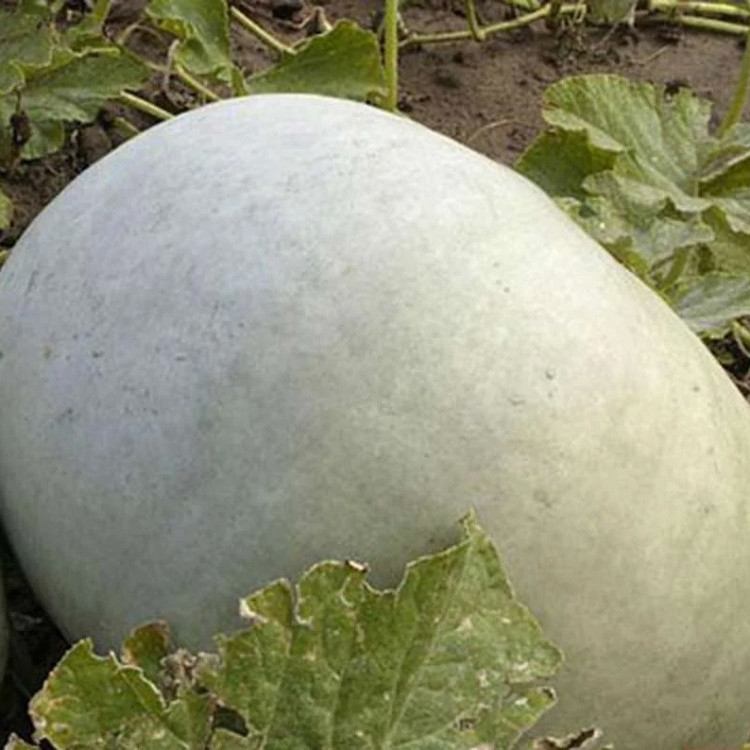 5114D Тыква Крупноплодная 1 5шт 5114D Тыква Крупноплодная 1 5шт