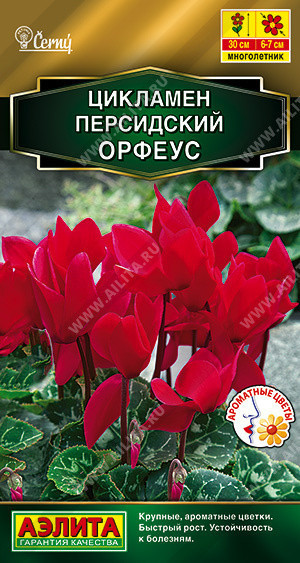 2021A Цикламен персидский Орфеус 3 шт