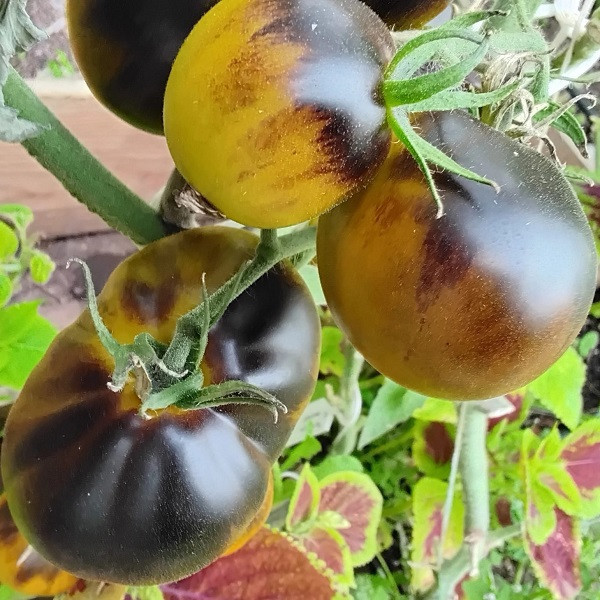 7086T Томат Фландерс контраст 10шт 7086T Томат Фландерс контраст 10шт