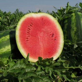 5002D Арбуз Волгоградец КРС90 5 шт