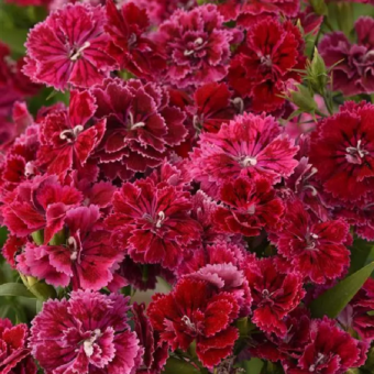 5231D Гвоздика гибридная махровая Династия Роуз Лейс 5шт