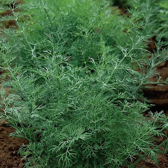 5118D Укроп Геркулес 2гр