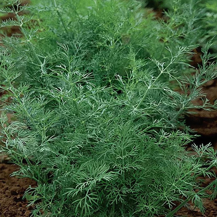 5118D Укроп Геркулес 2гр 5118D Укроп Геркулес 2гр