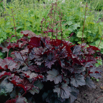 5232D Гейхера мелкоцветковая Палас Пурпл 5шт