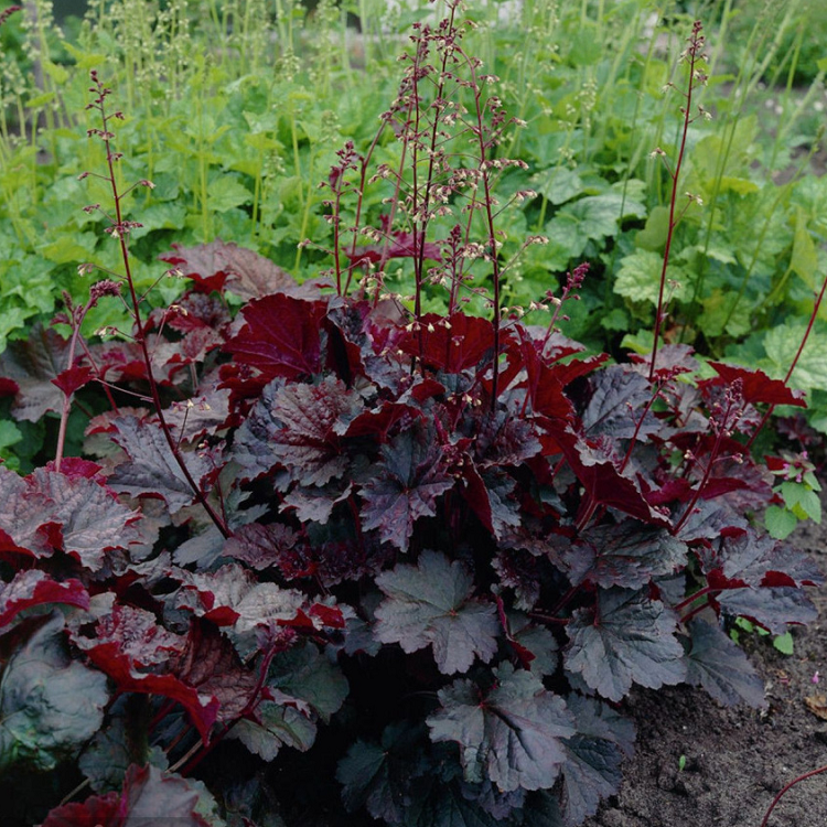 5232D Гейхера мелкоцветковая Палас Пурпл 5шт 5232D Гейхера мелкоцветковая Палас Пурпл 5шт
