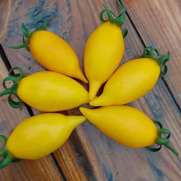 7088T Томат Цыпочка 10шт