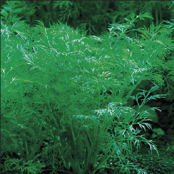 5119D Укроп Гладиатор 2гр