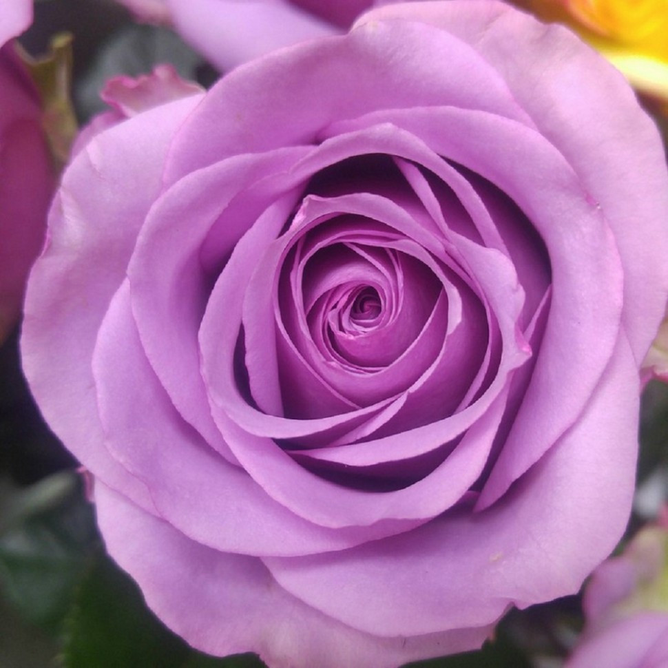 Сорт розы кул ватер фото и описание