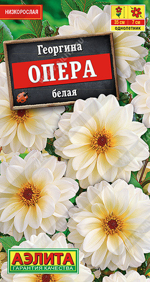 1426A Георгина Опера белая 7 шт