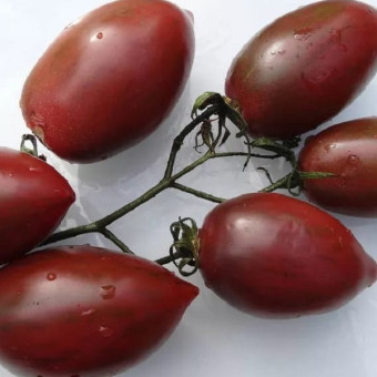 7084T Томат Фиолетовая фея 10 шт