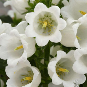 5234D Колокольчик средний Кампана Вайт 5шт