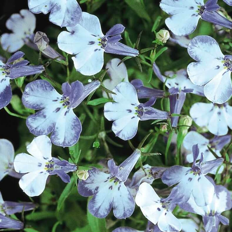 5235D Лобелия эринус Ривьера Блю Сплаш 5шт 5235D Лобелия эринус Ривьера Блю Сплаш 5шт