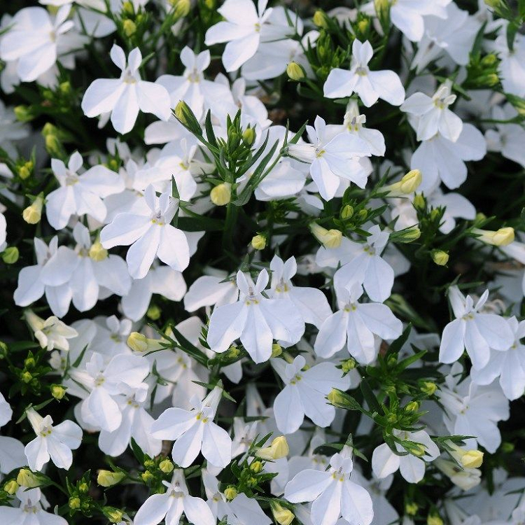5236D Лобелия эринус Ривьера Вайт 5шт 5236D Лобелия эринус Ривьера Вайт 5шт