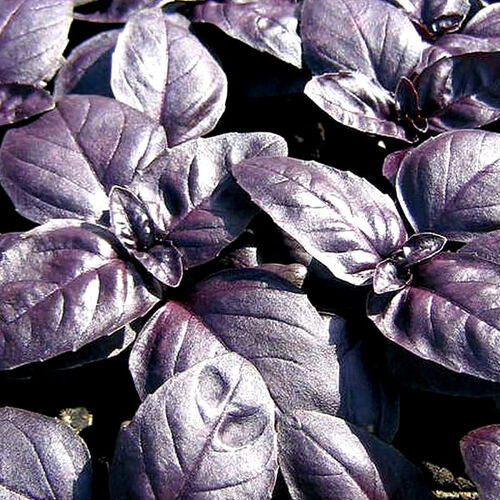 5127 Базилик овощной Пурпурные звезды 0,5г