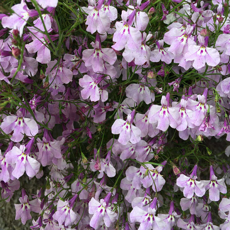 5237D Лобелия эринус Ривьера Лилак 5шт 5237D Лобелия эринус Ривьера Лилак 5шт