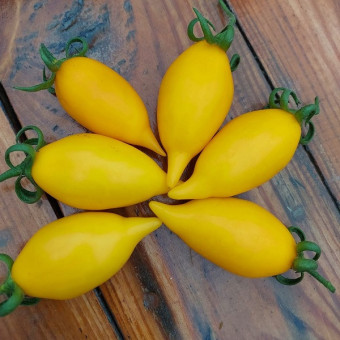 7088T Томат Цыпочка 10 шт