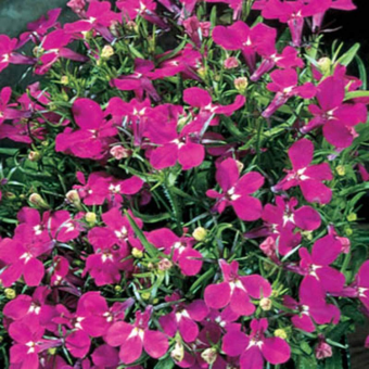 5238D Лобелия эринус Ривьера Роуз 5шт