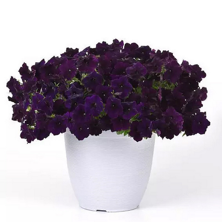 5240D Петуния Изи Вейв Неви Велюр 5шт