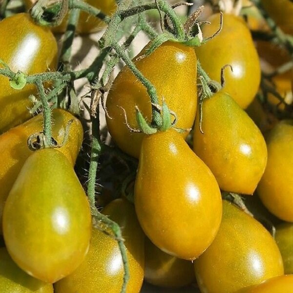 7096Т Томат Янтарные клавиши 10шт