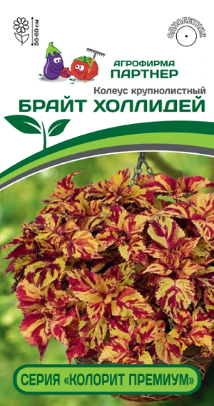 3313P Колеус "КОЛОРИТ ПРЕМИУМ" БРАЙТ ХОЛЛИДЕЙ 5шт