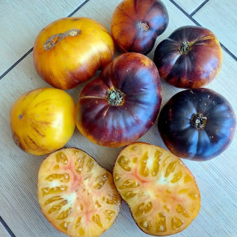 7092T Томат Чупа Чупс (биколор) 10 шт