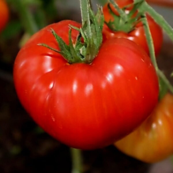 7098T Томат Ярсон 8 10шт