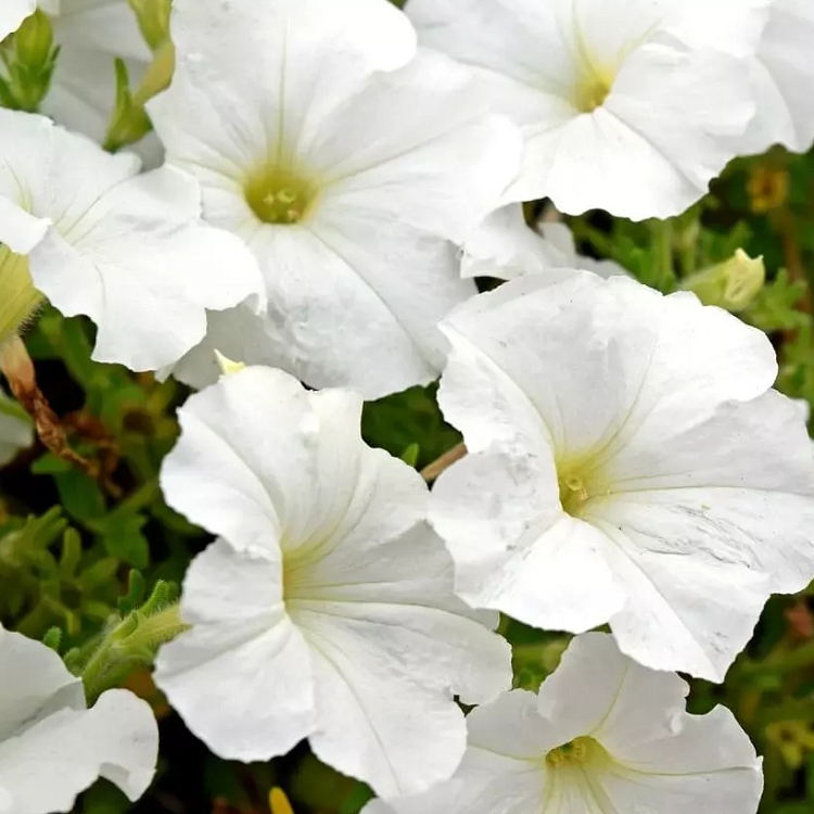 5243D Петуния Хэнг Аут Вайт 5шт 5243D Петуния Хэнг Аут Вайт 5шт