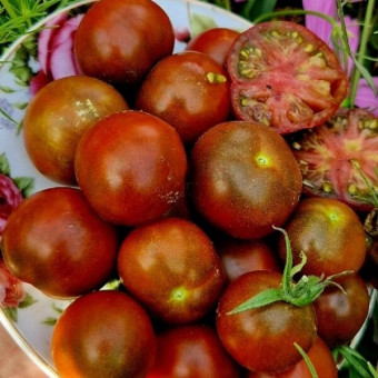 7100Т Томат Альянс повстанцев 10шт