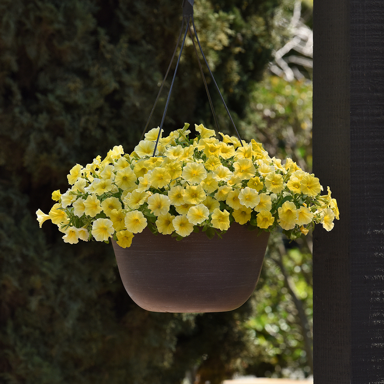 5245D Петхоа Калиберст Еллоу 5шт 5245D Петхоа Калиберст Еллоу 5шт