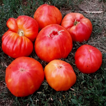 7101T Томат Анна Мейер 10шт