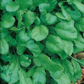 5138D Кресс-салат Дукат 1гр