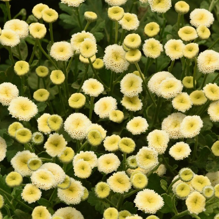 5246D Пиретрум девичий (Пижма) Вегмо Сноуболл Экстра 5шт