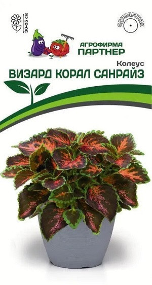 3310P Колеус ВИЗАРД КОРАЛ САНРАЙЗ / шлемниковидный 10 шт