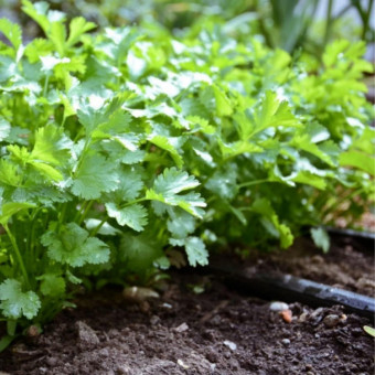 5137D Кориандр овощной Карибе 2 г