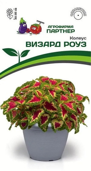 3311P Колеус ВИЗАРД РОУЗ / шлемниковидный 10 шт
