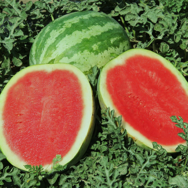 5003D Арбуз Кримсон Премиум F1 5шт 5003D Арбуз Кримсон Премиум F1 5шт