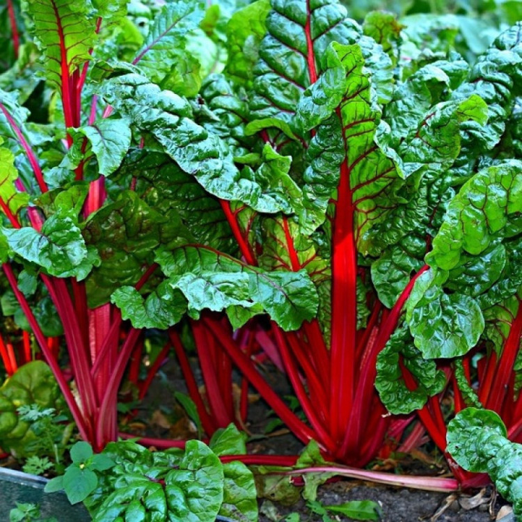 5142D Мангольд Рубин 1гр