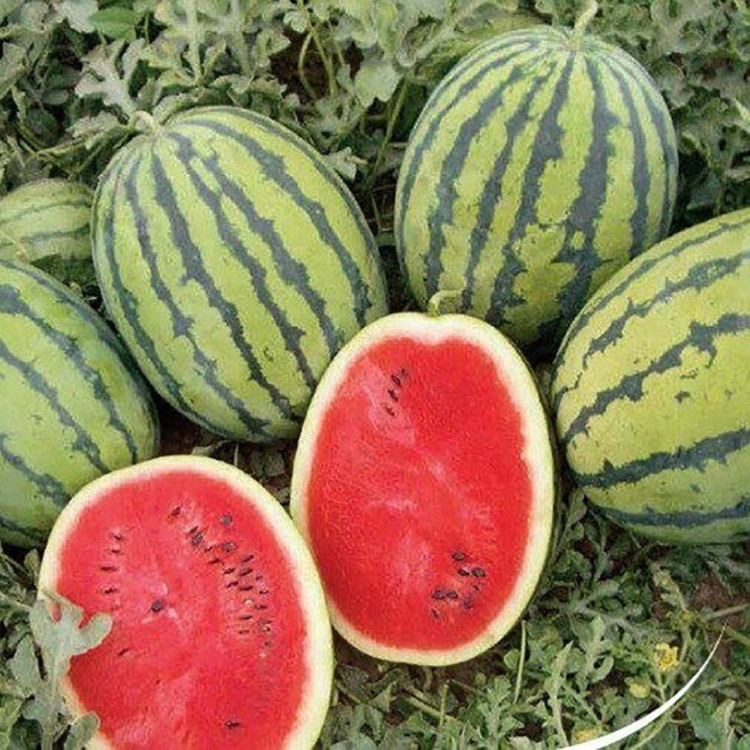 5004D Арбуз Кримсон Рекорд F1 5шт 5004D Арбуз Кримсон Рекорд F1 5шт