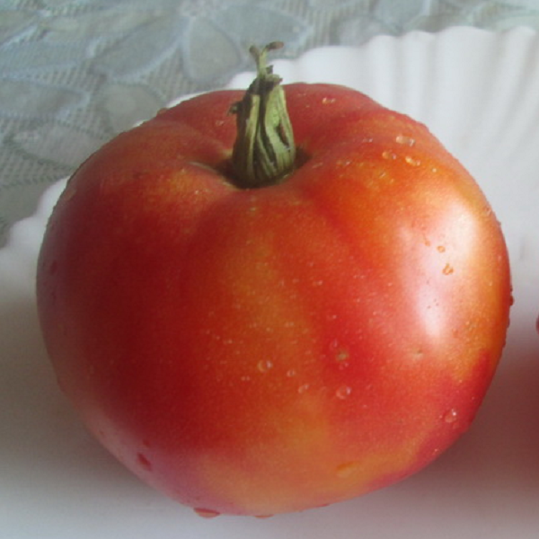 7105T Томат Вифлеемский огонь 10шт