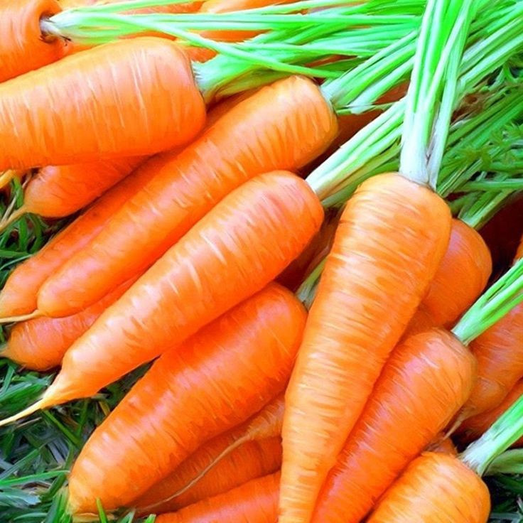 5145D Морковь Мустанг F1 1гр 5145D Морковь Мустанг F1 1гр