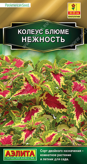 1544A Колеус блюме Нежность 10 шт