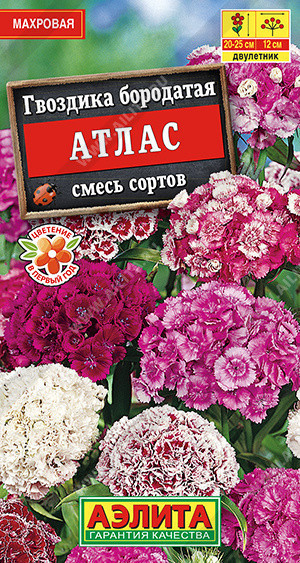 1358A Гвоздика Атлас турецкая махровая, смесь сортов 0,1гр