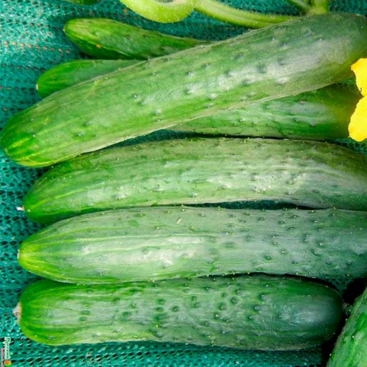 5148D Огурец Зозуля F1 5шт