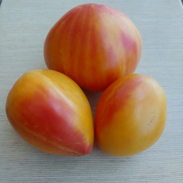 7004T Томат Апельсиновое манго 10 шт