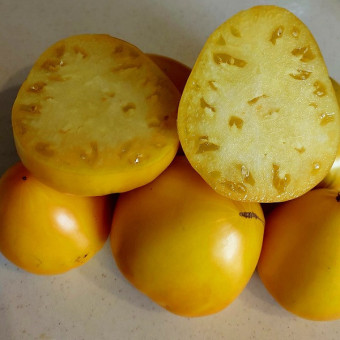 7104T Томат Бразильский принц 10 шт