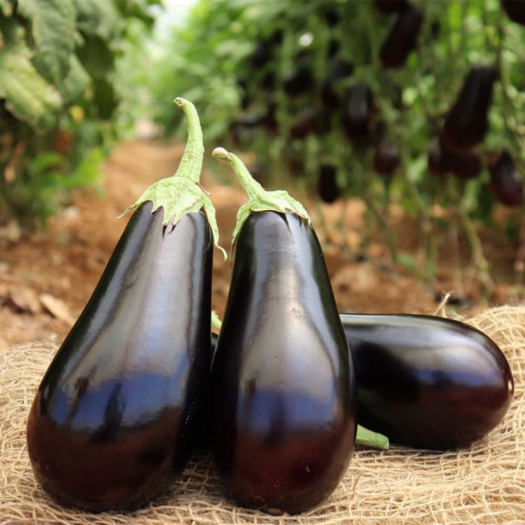 5012D Баклажан Эскимо F1 5шт 5012D Баклажан Эскимо F1 5шт