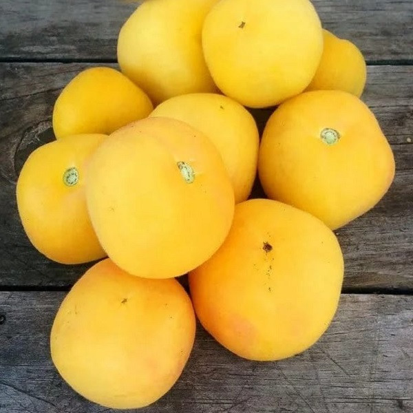 7110T Томат Жёлтая мишень 10шт 7110T Томат Жёлтая мишень 10шт